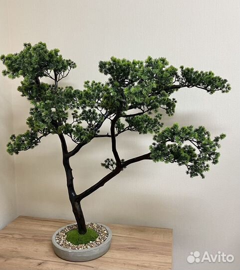 Интерьерное растение бонсай