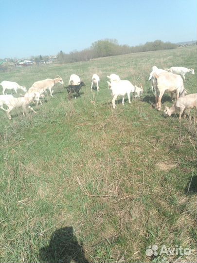 Зааненская дойная коза и козлята