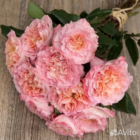 Роза Августа Луиза (Augusta Luise)