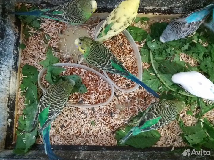 Волнистые попугайчики