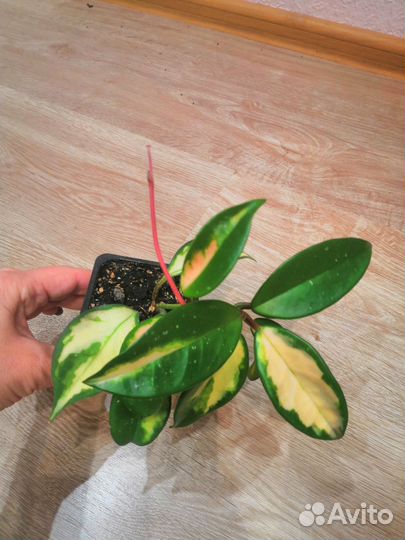 Хойя карноза триколор, хойя Грацилис