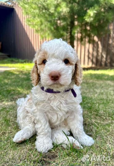 Лаготто романьоло