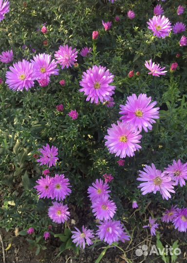 Астра (сентябринки многолетние)