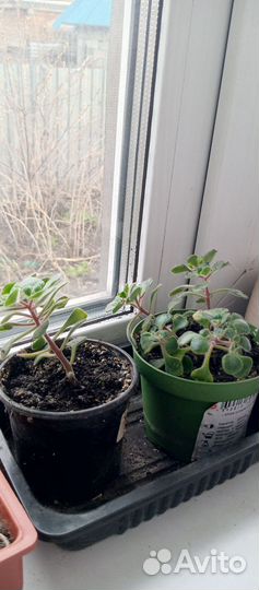 Ахризон, дерево любви