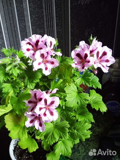 Королевские пеларгонии