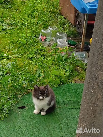 Кошка в дар