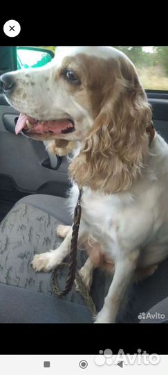 Щенки русского охотничего спаниеля