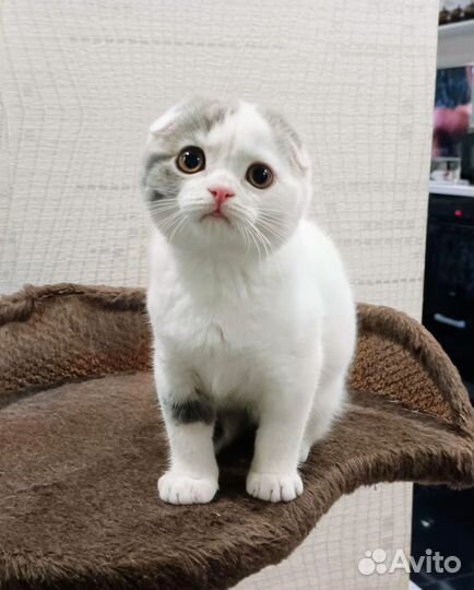 Скоттиш фолд, девочка