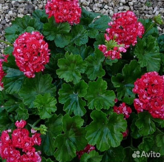 Пеларгония герань