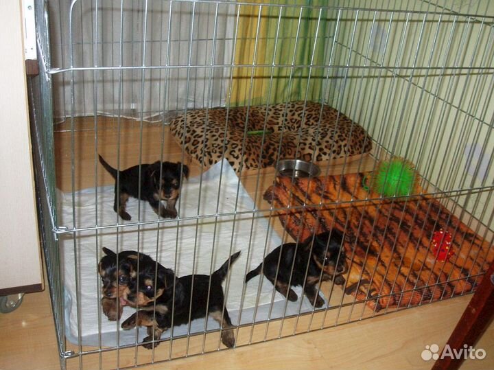 Вольер для щенков