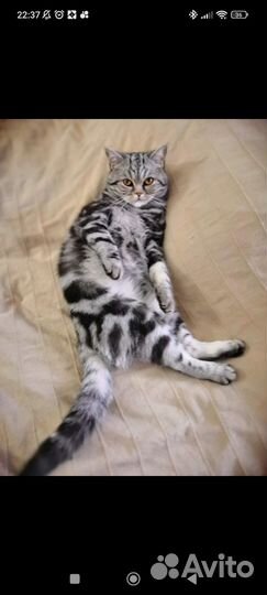 Британский кот