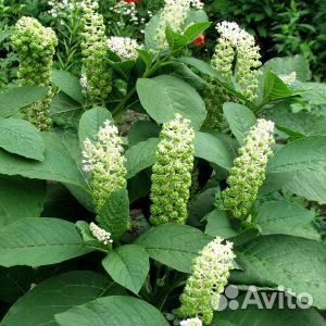 Лаконос Американский (Phytolacca)