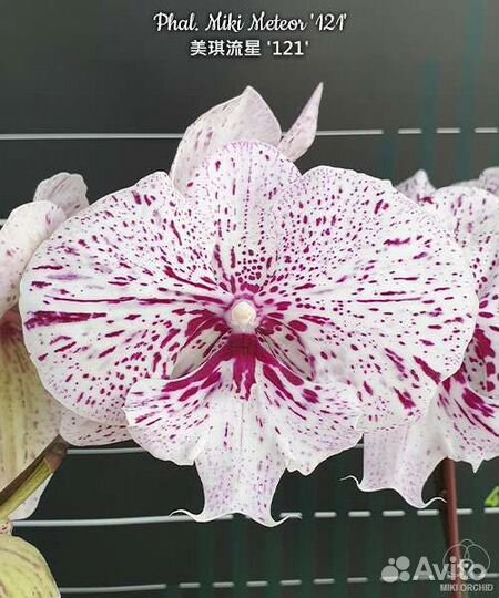Фаоенопсис Phal. Miki Meteor '121'