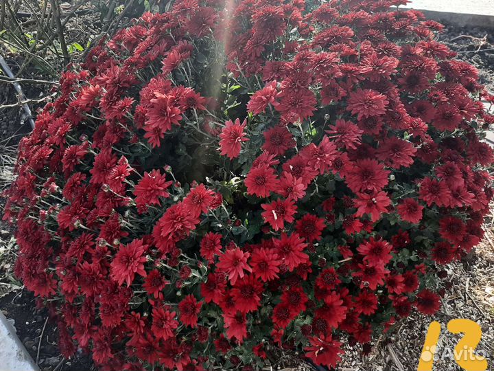 Хризантема мультифлора