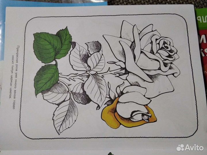 Альбом для раскрашивания. Цветы из сада