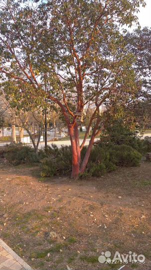 Саженцы земляничник мелкоплодный