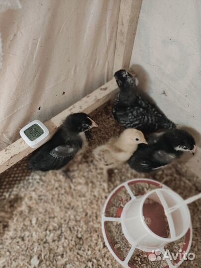 Продам цыплят кур-несушек(маран ставрополь,брама)