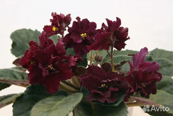 Фиалки на цвету, Спатифиллум Шопена