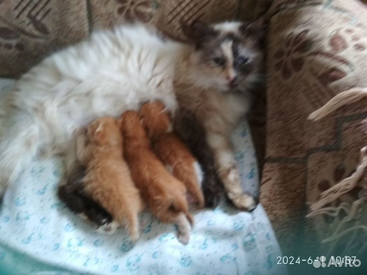 Рыжие котики