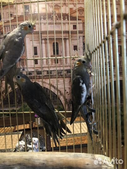 Коррела малыши