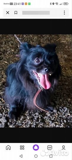 Мелкая собачка в поиске хозяев