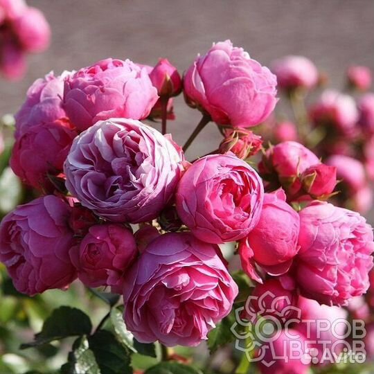 Саженцы Роз Помпонелла Флорибунда