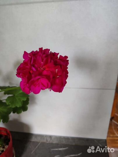 Пеларгония герань