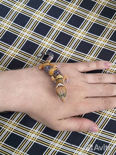 Эублефар самец