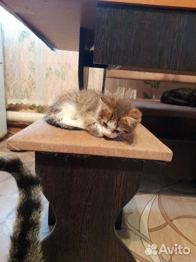 Котик в добрые руки