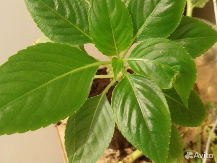 Огонек. Ванька мокрый, Бальзамин