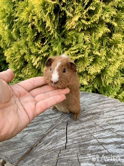 Морская свинка американский тедди