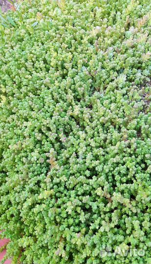 Очиток испанский (седум)