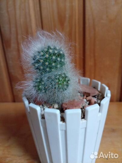 Кактусы и суккуленты