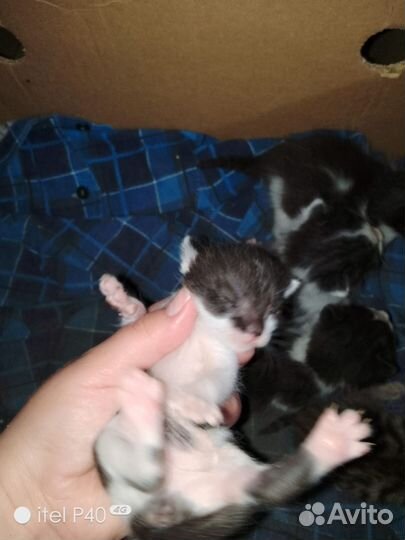 Котята в добрые руки