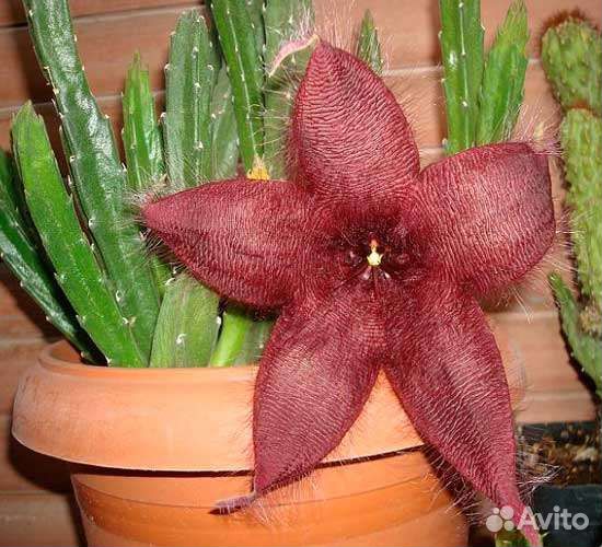 Кактусы и суккуленты