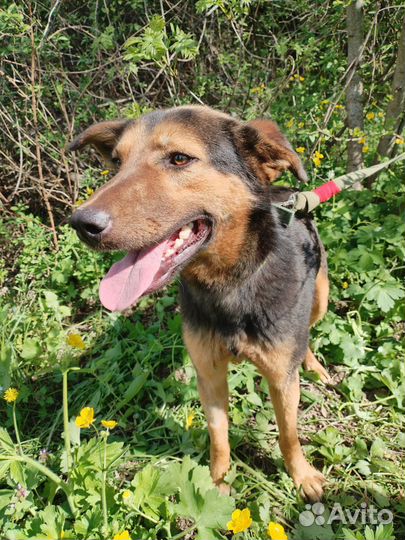 Метис овчарки