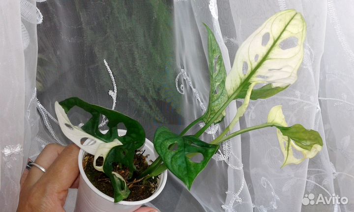 Монстера Адансона вариегатная, вайт форм