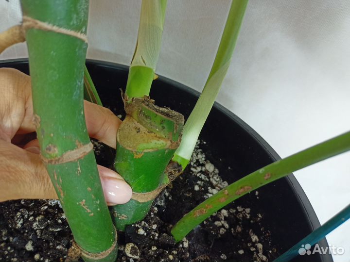 Рафидофора декурсива