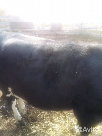 Корова телка