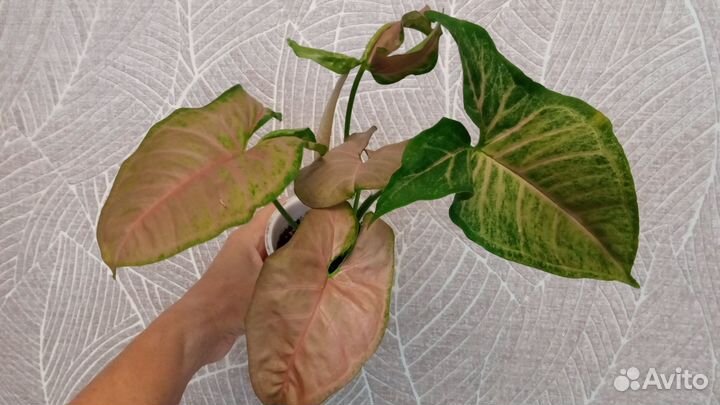 Комнатные цветы в ассортименте