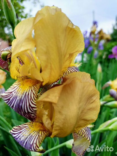 Ирис бородатые