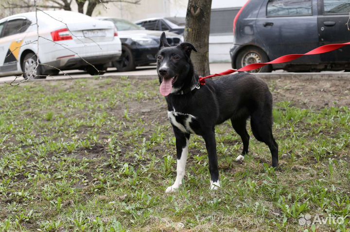 Собака в добрые руки