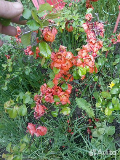 Японская Айва