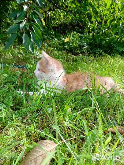 Котëнок в дар бесплатно