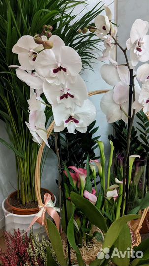 Орхидея биг лип пуаро / реянг принц