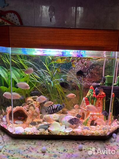 Аквариумные рыбки цихлиды