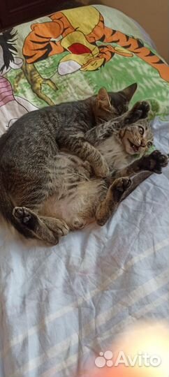 Кошка в дар