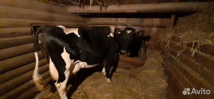 Корова дойная