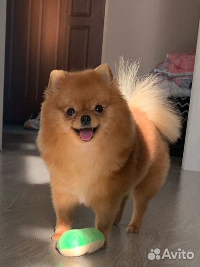 Ветеринарные услуги