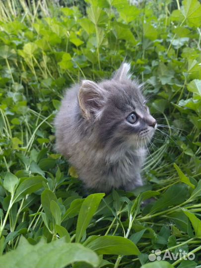 Отдам бесплатно в хорошие руки